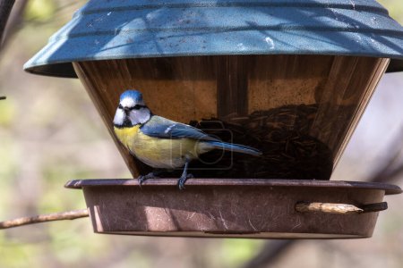 The Eurasian blue tit, Cyanistes caeruleus is a small passerine bird in the tit family, Paridae. It is easily recognisable by its blue and yellow plumage and small size.
