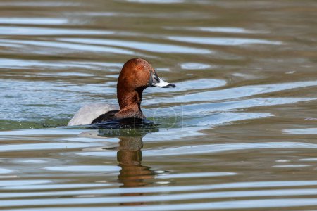 Photo for The Red-crested Pochard, Netta rufina is a large diving duck. Here swimming in a lake at Munich, Germany - Royalty Free Image