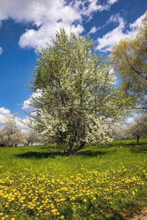 Téléchargez les photos : Des cerisiers fleurissent sur les collines de Pretzfeld, en Allemagne, en Suisse franconienne. Une région célèbre pour son eau-de-vie et son jus de fruits. L'une des plus grandes zones de culture de cerisiers en Europe occidentale. - en image libre de droit