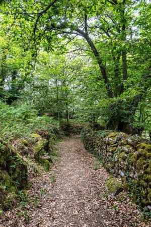 Photo for Beautiful hike through the Canyon del Sil at Parada de Sil in Galicia, Spain, Europe - Royalty Free Image