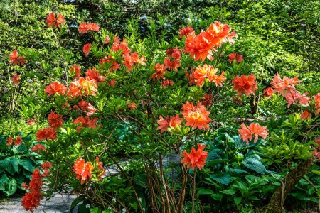 Rhododendron japonicum, known as Japanese azalea at the Ecology and Botanic Garden in Bayreuth, Germany. It is an ornamental shrub. The plant has decorative red flowers.
