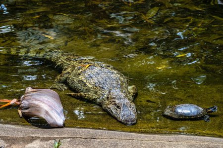 Photo for Broad-snouted caiman, Caiman latirostris in Iguazu National park, Foz do Iguacu, Parana State, South Brazil - Royalty Free Image