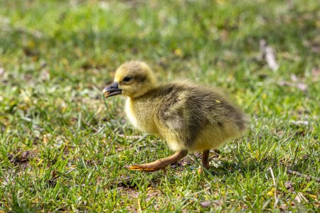 Foto de Close up of a beautiful yellow fluffy greylag goose baby gosling in spring, Anser anser es una especie de ganso grande en la familia Anatidae. - Imagen libre de derechos