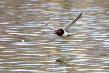 Photo for The Red-crested Pochard, Netta rufina is a large diving duck. Here flying over a lake at Munich, Germany - Royalty Free Image