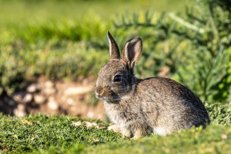 Europäisches Kaninchen, Gemeiner Hase, Hase, Oryctolagus cuniculus auf einer Wiese an der Münchner Panzerwiese