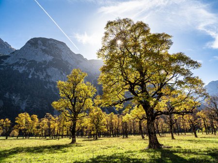Foto de Vista de otoño de los árboles de arce en Ahornboden, montañas Karwendel, Tirol, Austria - Imagen libre de derechos