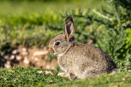 Conejo europeo, Conejo común, Conejo, Oryctolagus cuniculus sentado en un prado en Munich Panzerwiese