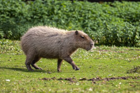 Photo for The capybara, Hydrochoerus hydrochaeris is a mammal native to South America. It is the largest living rodent in the world. - Royalty Free Image