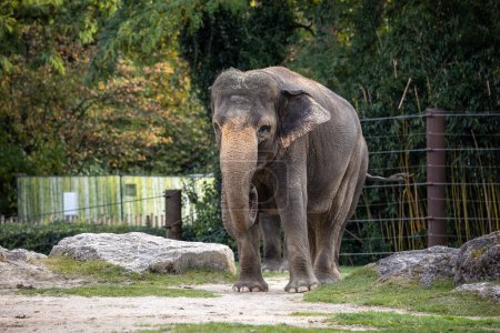 Téléchargez les photos : L'éléphant d'Asie, Elephas maximus aussi appelé éléphant d'Asie, est la seule espèce vivante du genre Elephas et est distribué dans le sous-continent indien et en Asie du Sud-Est. - en image libre de droit