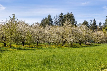 Téléchargez les photos : Des cerisiers fleurissent sur les collines de Kalchreuth, en Allemagne, en Suisse franconienne. Une région célèbre pour son eau-de-vie et son jus de fruits. L'une des plus grandes zones de culture de cerisiers en Europe occidentale - en image libre de droit