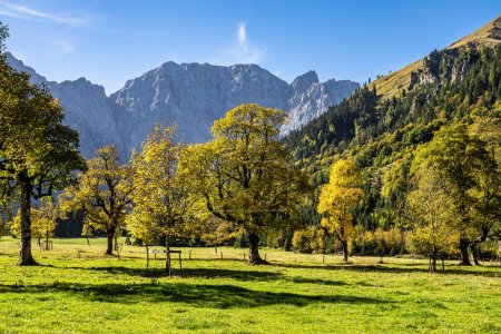 Photo for Autumn view of the maple trees at Ahornboden, Karwendel mountains, Tyrol, Austria - Royalty Free Image