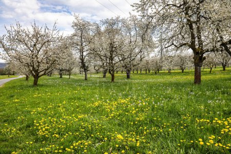 Téléchargez les photos : Des cerisiers fleurissent sur les collines de Pretzfeld, en Allemagne, en Suisse franconienne. Une région célèbre pour son eau-de-vie et son jus de fruits. L'une des plus grandes zones de culture de cerisiers en Europe occidentale. - en image libre de droit