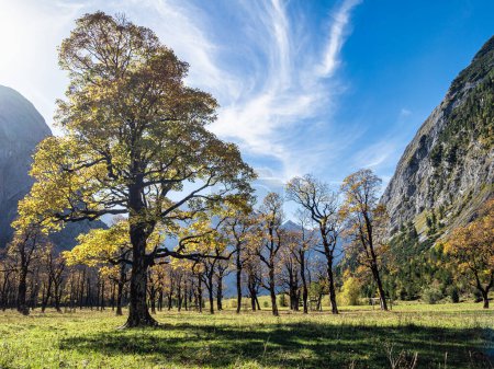 Herbstlicher Blick auf die Ahornbäume am Ahornboden, Karwendelgebirge, Tirol, Österreich