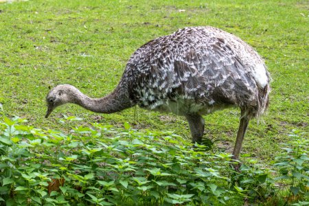 Photo for Darwin's rhea, Rhea pennata also known as the lesser rhea. It is a large flightless bird, but the smaller of the two extant species of rheas. - Royalty Free Image