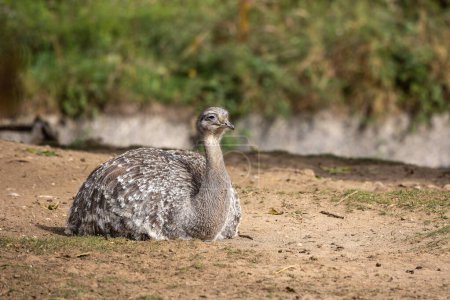 Photo for Darwin's rhea, Rhea pennata also known as the lesser rhea. It is a large flightless bird, but the smaller of the two extant species of rheas. - Royalty Free Image