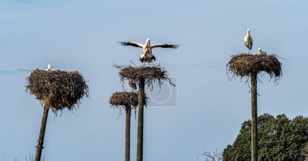 Weißstörche, Ciconia ciconia, Paarung im Nest. Wilde Tiere beim Kopulieren am Naturdenkmal Los Barruecos, Malpartida de Caceres, Extremadura, Spanien.