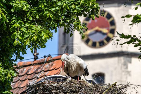 Weißstorch, Ciconia ciconia mit kleinen Babys auf dem Nest im schwäbischen Oettingen, Bayern, Deutschland in Europa. Ciconia ciconia ist ein Vogel aus der Storchenfamilie Ciconida. Sein Gefieder ist überwiegend weiß
