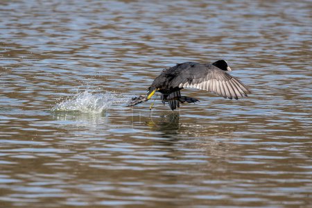 Eurasian coot, Fulica atra chasing each other by running across the water. Also known as the common coot, or Australian coot, is a member of the bird family, the Rallidae.