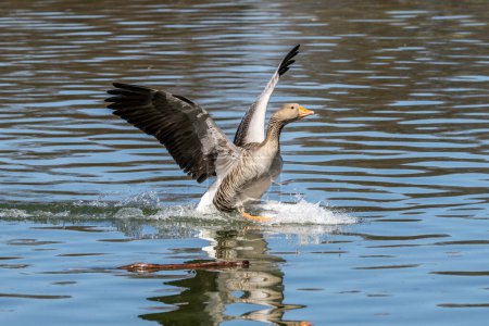 Foto de El ganso grisáceo extendiendo sus alas sobre el agua. Anser anser es una especie de ave paseriforme de la familia Anatidae.. - Imagen libre de derechos