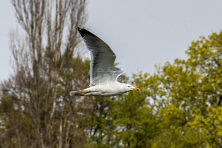 The European Herring Gull, Larus argentatus is a large gull, One of the best known of all gulls along the shores of western Europe. Here flying in the air.