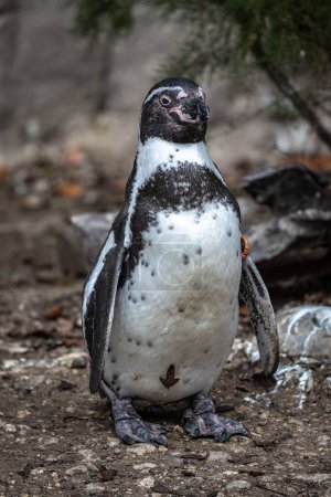 Téléchargez les photos : Le manchot Humboldt, Spheniscus humboldti, également appelé manchot péruvien, ou patranca, est un pingouin sud-américain qui se reproduit sur les côtes du Chili et du Pérou.. - en image libre de droit