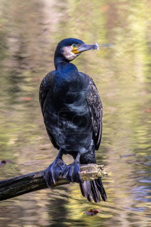 Le grand cormoran, Phalacrocorax carbo connu sous le nom de grand cormoran noir à travers l'hémisphère nord, le cormoran noir en Australie et le shag noir plus au sud en Nouvelle-Zélande