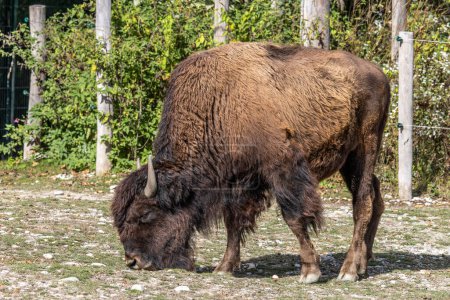 Der Amerikanische Bison oder einfach Bison, auch allgemein als Amerikanischer Büffel oder einfach Büffel bekannt, ist eine nordamerikanische Bisonart, die einst in riesigen Herden durch Nordamerika streifte.