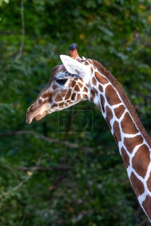 La girafe, Giraffa camelopardalis est un mammifère ongulé à doigts pairs africain, le plus grand de toutes les espèces animales terrestres existantes et le plus grand ruminant.