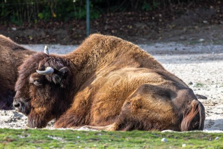 Der Amerikanische Bison oder einfach Bison, auch allgemein als Amerikanischer Büffel oder einfach Büffel bekannt, ist eine nordamerikanische Bisonart, die einst in riesigen Herden durch Nordamerika streifte.