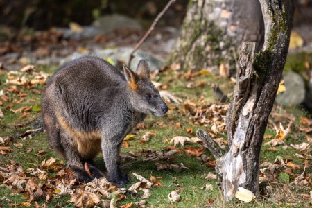 Pantano Wallaby, Wallabia bicolor, es uno de los canguros más pequeños. Este wallaby también es comúnmente conocido como el wallaby negro