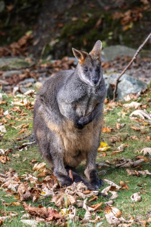 Photo for Swamp Wallaby, Wallabia bicolor, is one of the smaller kangaroos. This wallaby is also commonly known as the black wallaby - Royalty Free Image