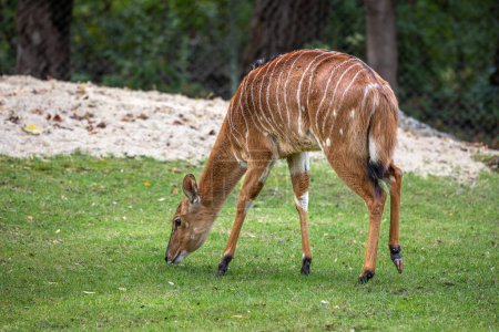 Le nyala, Tragelaphus angasii est une antilope à cornes spirales originaire d'Afrique australe. C'est une espèce de la famille des Bovidae et du genre Nyala, également considérée comme appartenant au genre Tragelaphus..