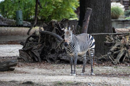 Das Hartmann-Bergzebra Equus zebra hartmannae ist eine Unterart des Bergzebras, das im äußersten Südwesten Angola und im Westen Namibias vorkommt..