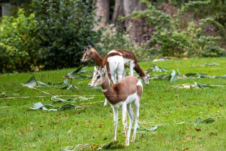 Dama Gazelle, Gazella dama mhorr oder mhorr Gazelle ist eine Gazellenart. lebt in Afrika in der Sahara und der Sahelzone und stöbert auf Wüstensträuchern und Akazien
