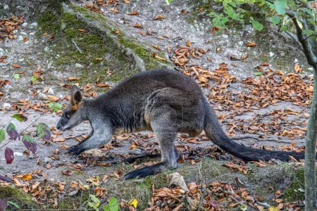 Photo for Swamp Wallaby, Wallabia bicolor, is one of the smaller kangaroos. This wallaby is also commonly known as the black wallaby - Royalty Free Image