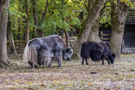 El yak doméstico, Bos grunniens es un bovino domesticado de pelo largo que se encuentra en toda la región del Himalaya del subcontinente indio, la meseta tibetana y tan al norte como Mongolia y Rusia..