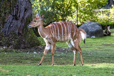 The nyala, Tragelaphus angasii is a spiral-horned antelope native to Southern Africa. It is a species of the family Bovidae and genus Nyala, also considered to be in the genus Tragelaphus.