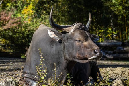 Téléchargez les photos : Banteng, Bos javanicus ou Red Bull. C'est un type de bétail sauvage Mais il y a des caractéristiques clés qui sont différentes des bovins et des bisons : un fond de bande blanche chez les mâles et les femelles. - en image libre de droit