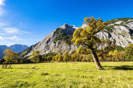 Vista de otoño de los árboles de arce en Ahornboden, montañas Karwendel, Tirol, Austria