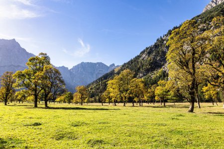Herbstlicher Blick auf die Ahornbäume am Ahornboden, Karwendelgebirge, Tirol, Österreich
