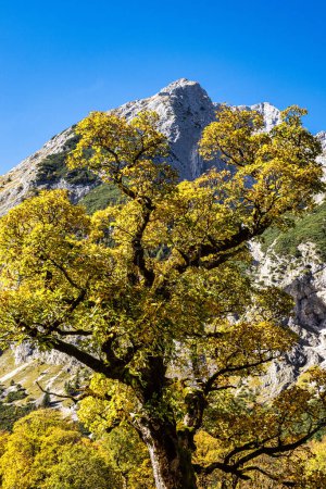 Vue d'automne des érables à Ahornboden, montagnes Karwendel, Tyrol, Autriche