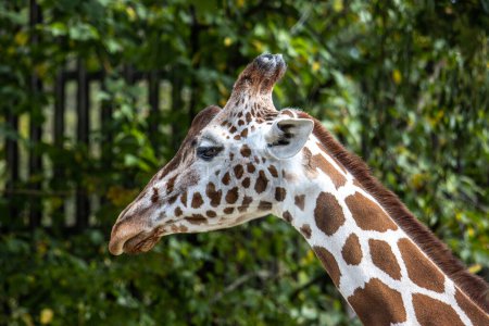 Die Giraffe Giraffa camelopardalis ist ein afrikanisches Huftier, das größte aller existierenden landlebenden Tierarten und der größte Wiederkäuer..