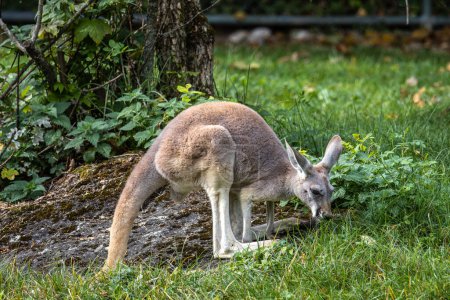 The red kangaroo, Macropus rufus is the largest of all kangaroos, the largest terrestrial mammal native to Australia, and the largest extant marsupial.