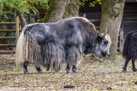 The domestic yak, Bos grunniens is a long-haired domesticated bovid found throughout the Himalayan region of the Indian subcontinent, the Tibetan Plateau and as far north as Mongolia and Russia.