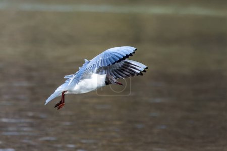 Closeup of a Black-Headed Gull, Chroicocephalus ridibundus flying over a lake in the English Garden in Munich, Germany. Adult winter plumage
