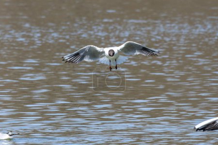 Closeup of a Black-Headed Gull, Chroicocephalus ridibundus flying over a lake in the English Garden in Munich, Germany. Adult winter plumage