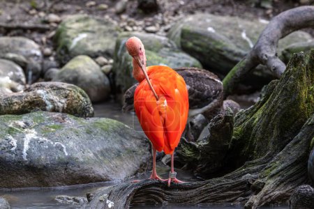 The Scarlet ibis, Eudocimus ruber is a species of ibis in the bird family Threskiornithidae. It inhabits tropical South America and islands of the Caribbean.
