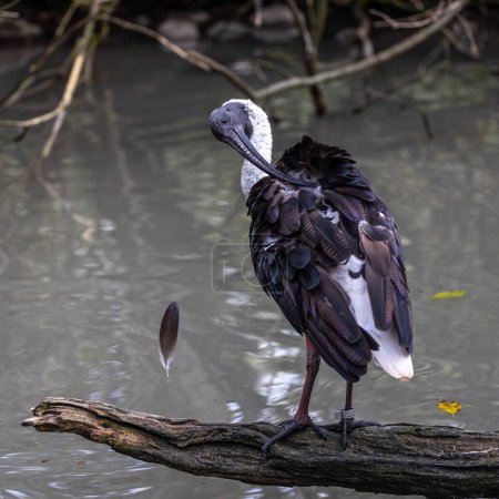 The Straw-necked Ibis, Threskiornis spinicollis is a bird of the ibis and spoonbill family Threskiornithidae.