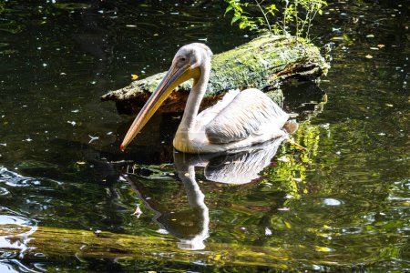 The Great White Pelican, Pelecanus onocrotalus also known as the rosy pelican is a bird in the pelican family.