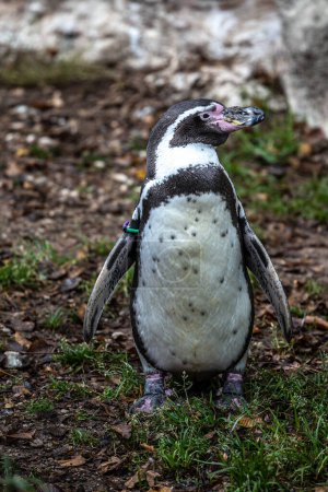 Der Humboldt-Pinguin Spheniscus humboldti, auch als Peruanischer Pinguin oder Patranca bezeichnet, ist ein südamerikanischer Pinguin, der sich in den Küsten Chiles und Perus fortpflanzt..